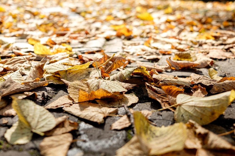 a bunch of leaves that are laying on the ground