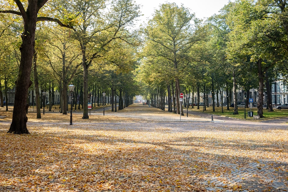 a park filled with lots of leaf covered trees