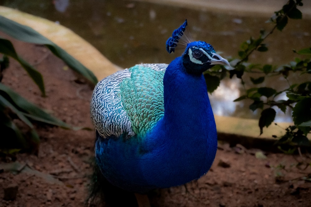 a blue and green bird standing next to a body of water