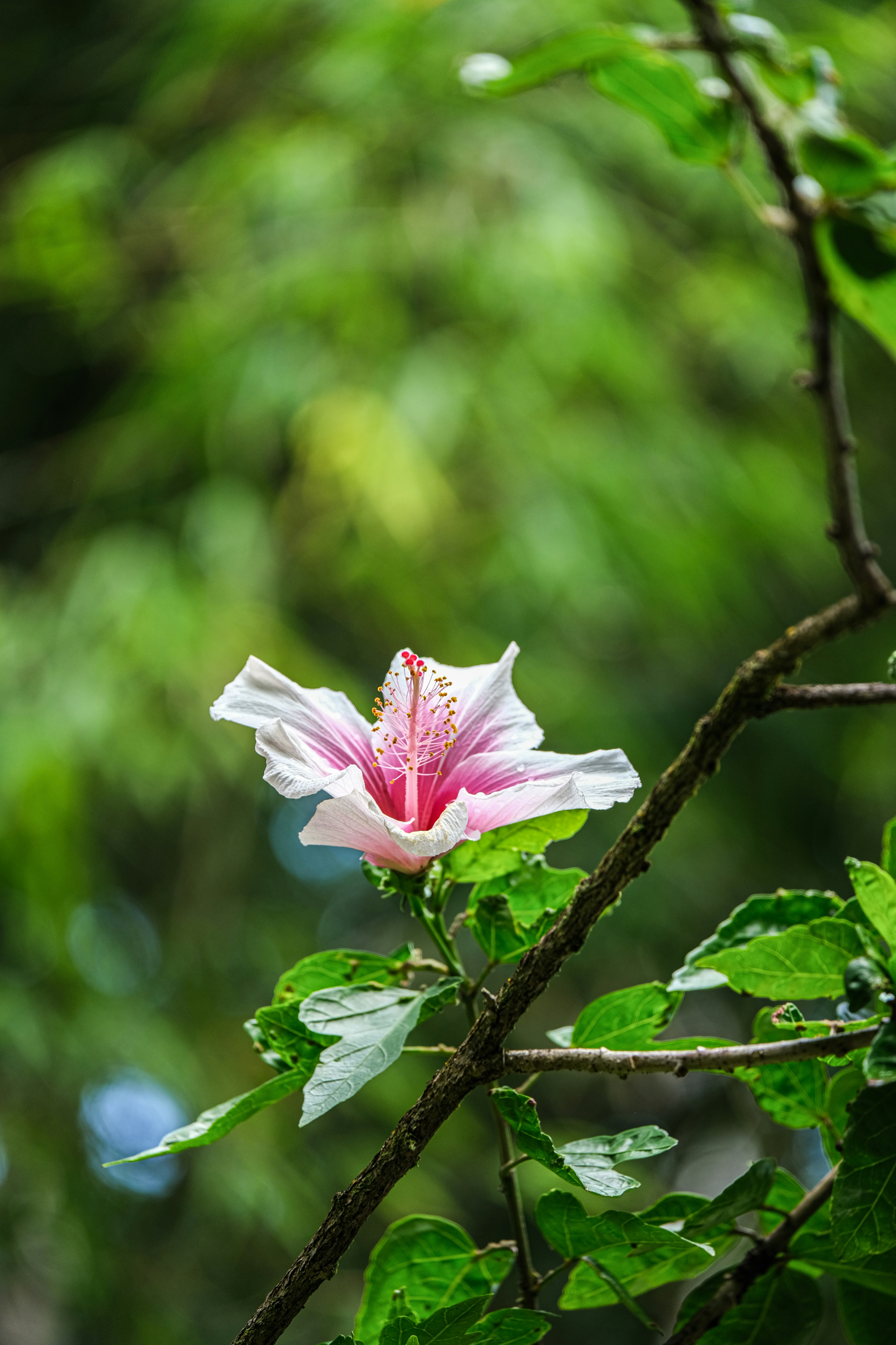 Photo by cestmoisheedy