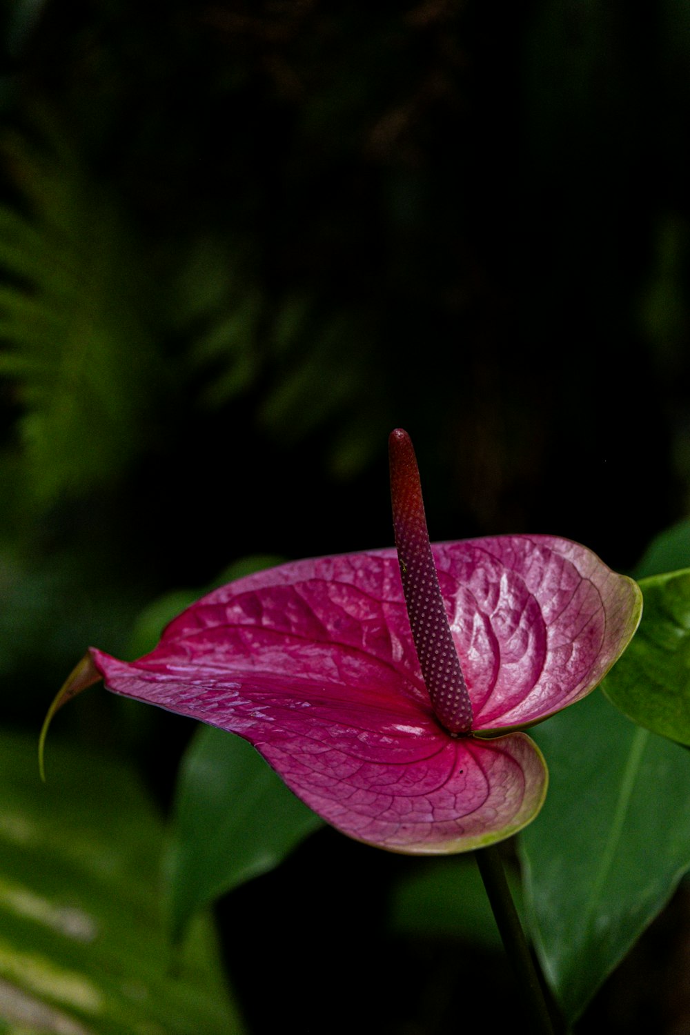 a pink flower with green leaves in the background