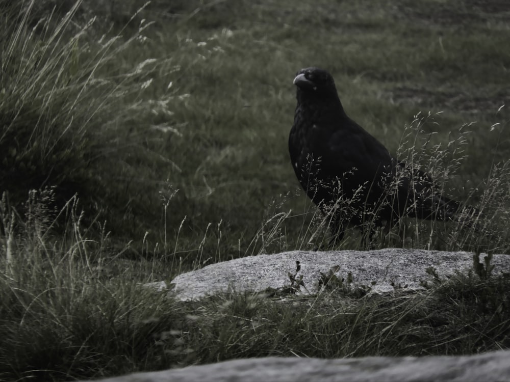 a black bird sitting on top of a rock in a field