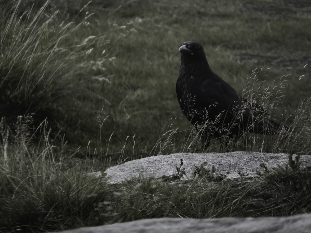 Un pájaro negro sentado en la cima de una roca en un campo