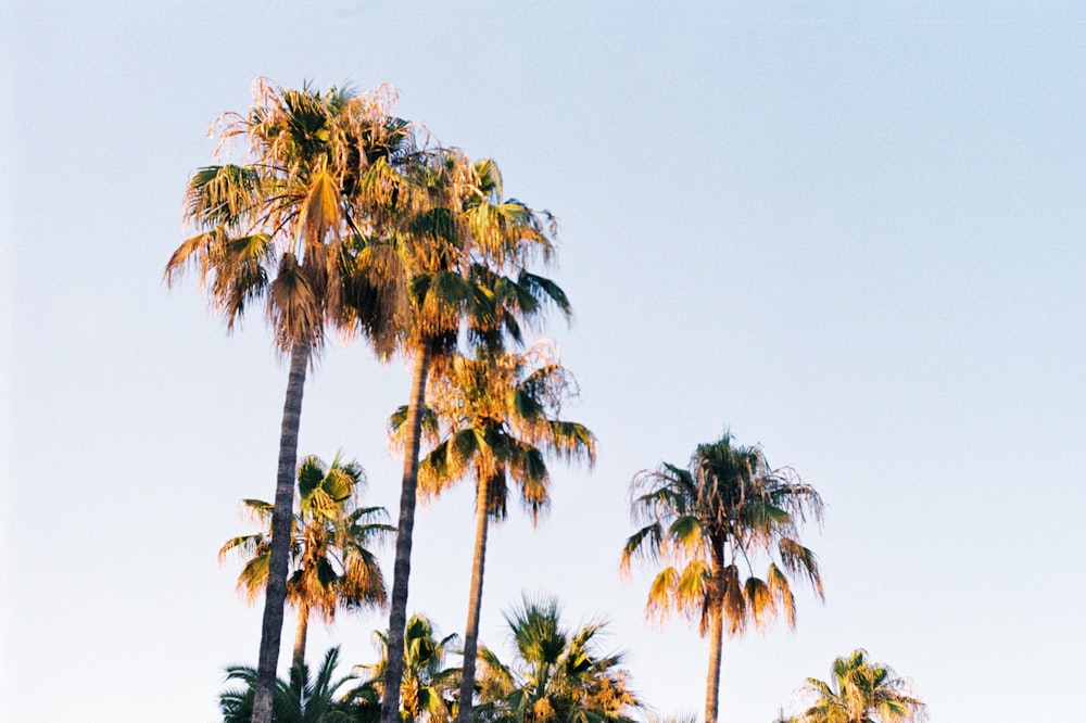 a group of palm trees with a blue sky in the background