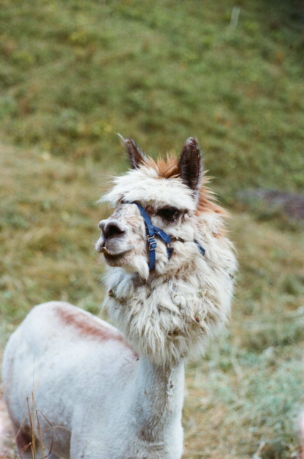 a white llama with a blue harness standing in a field