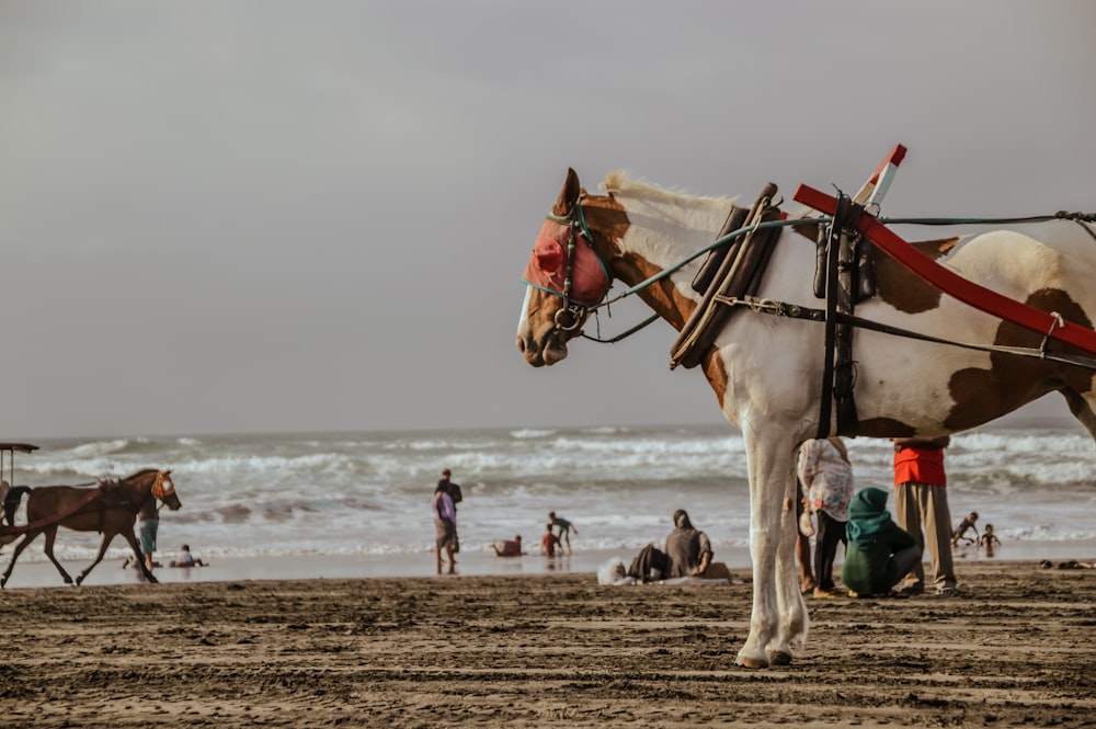 a couple of horses standing on top of a sandy beach