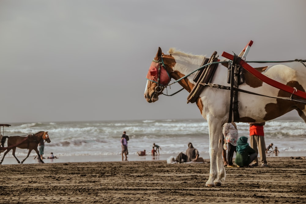 Un couple de chevaux debout au sommet d’une plage de sable