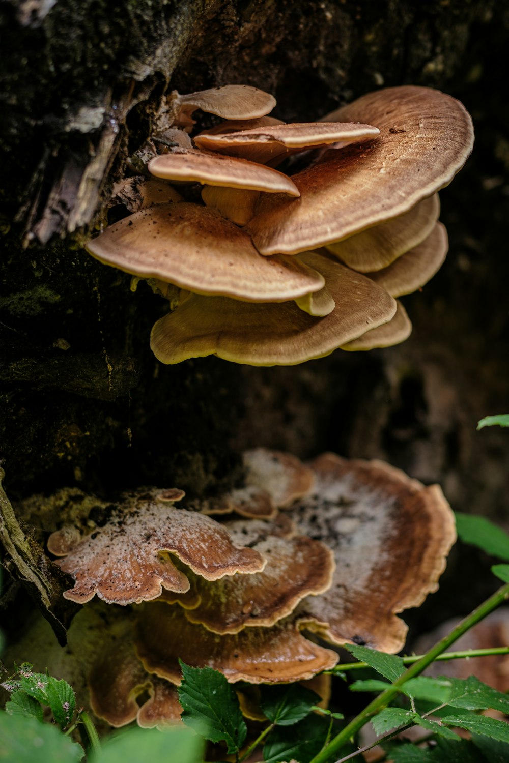 a group of mushrooms growing on the side of a tree