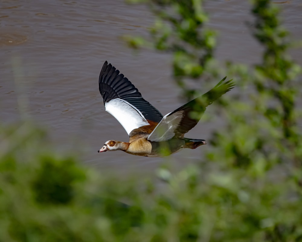 a bird flying over a body of water