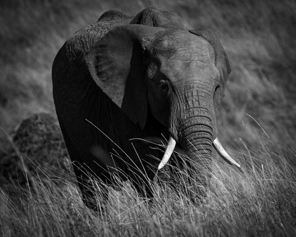 uma foto em preto e branco de um elefante em um campo