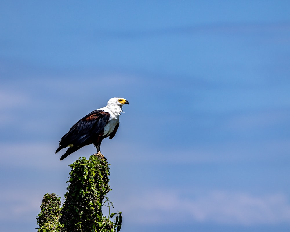 a bald eagle perched on top of a tree