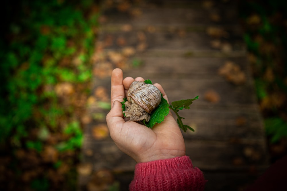 a person holding a snail in their hand