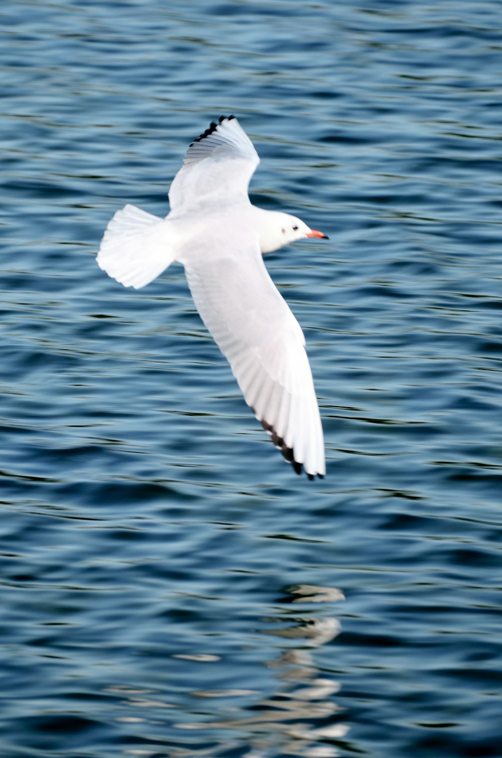 水域の上を飛ぶ白い鳥