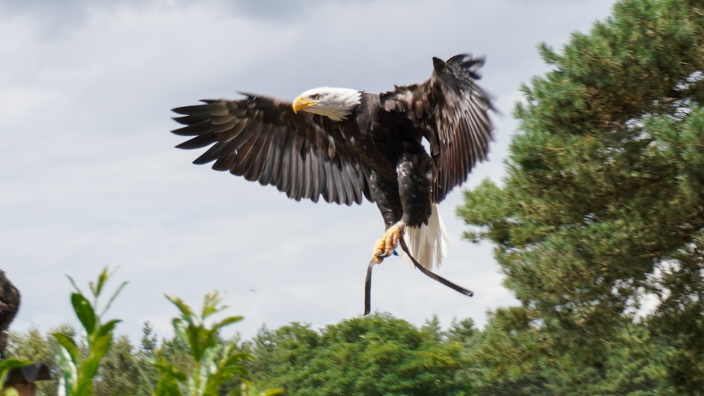 a bald eagle with a stick in its talon