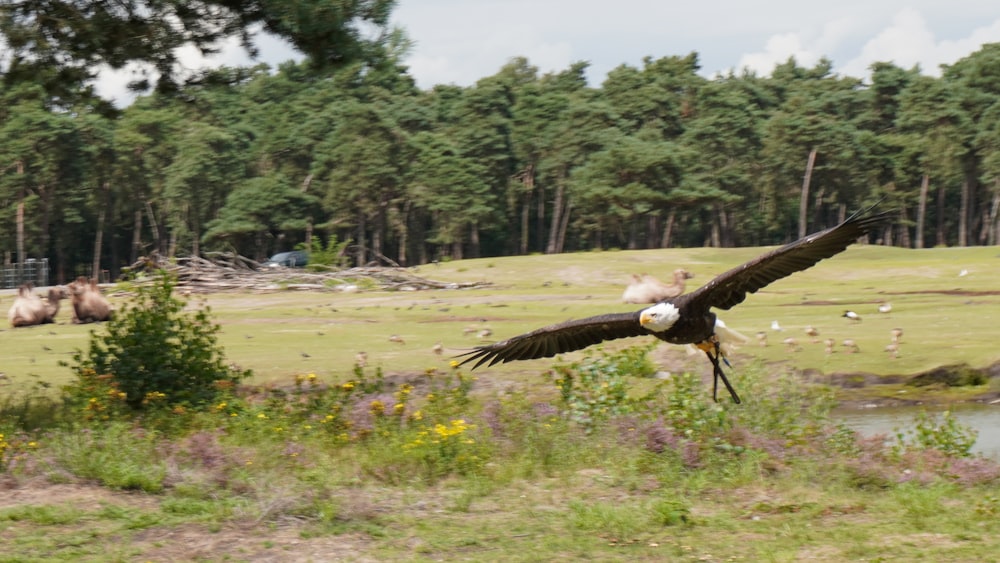 a large bird flying over a lush green field