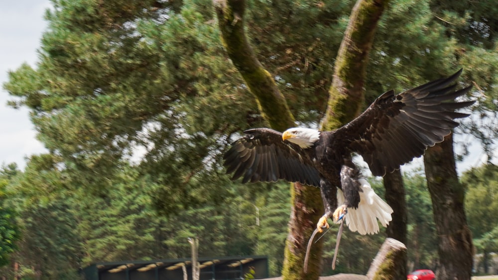 a bald eagle spreads its wings while perched on a tree