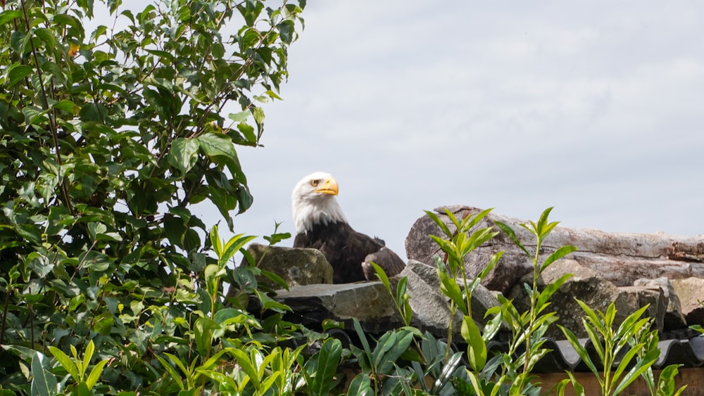a bald eagle sitting on a rock surrounded by greenery