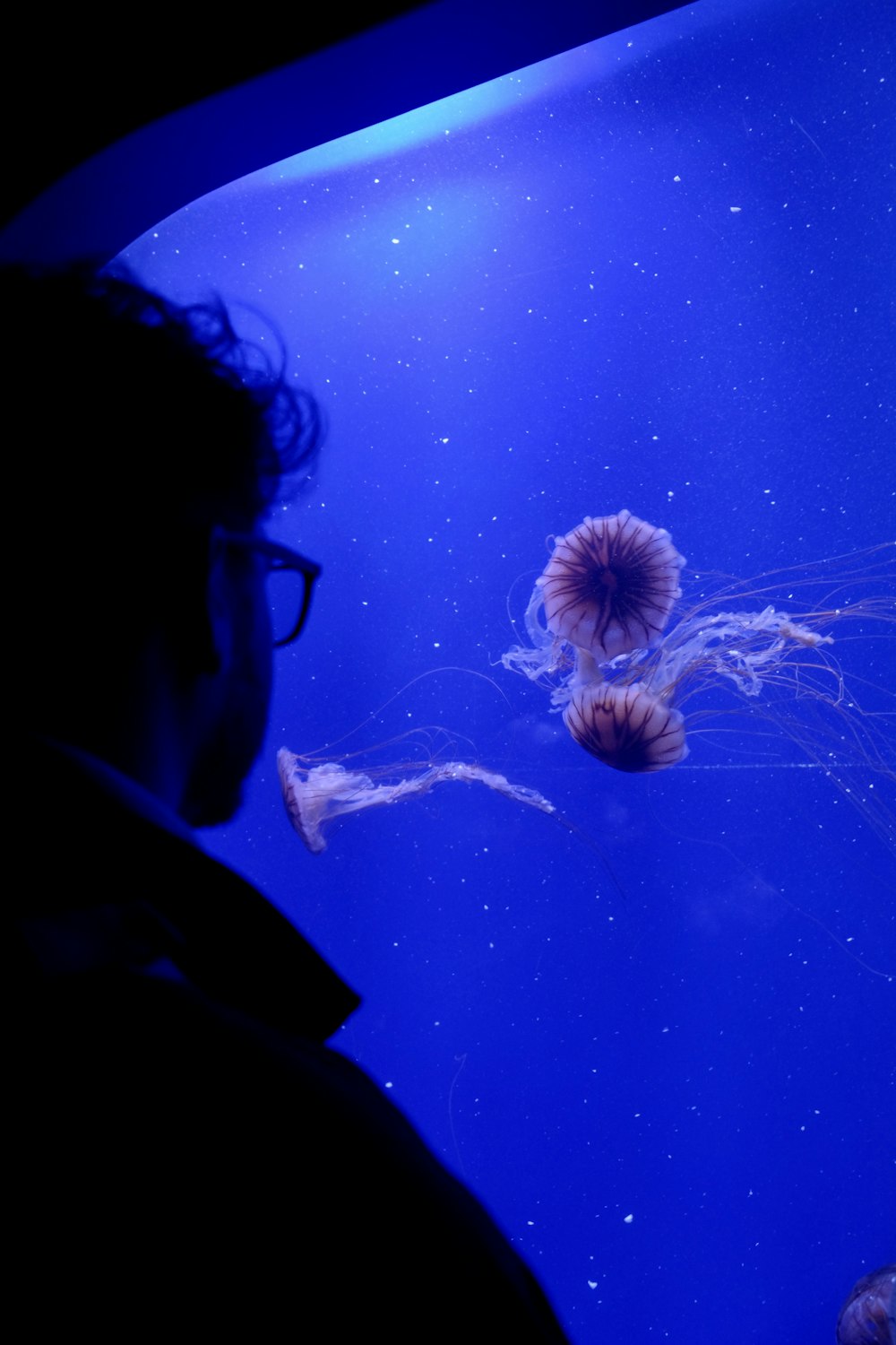 a man looking at a jellyfish in an aquarium