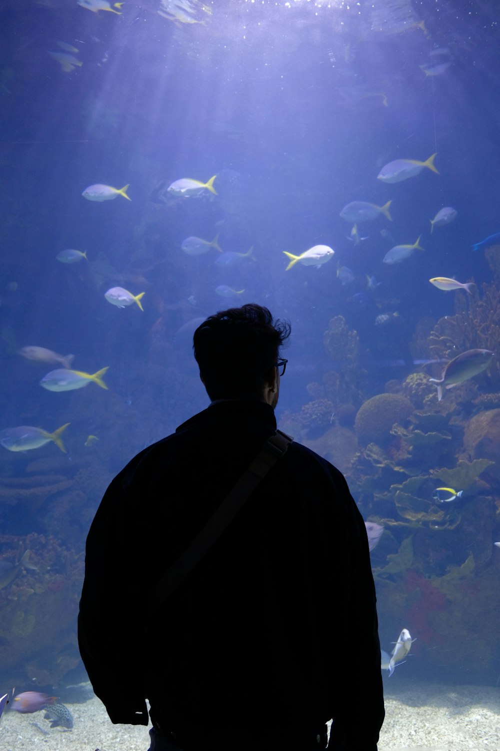 Un homme debout devant un grand aquarium