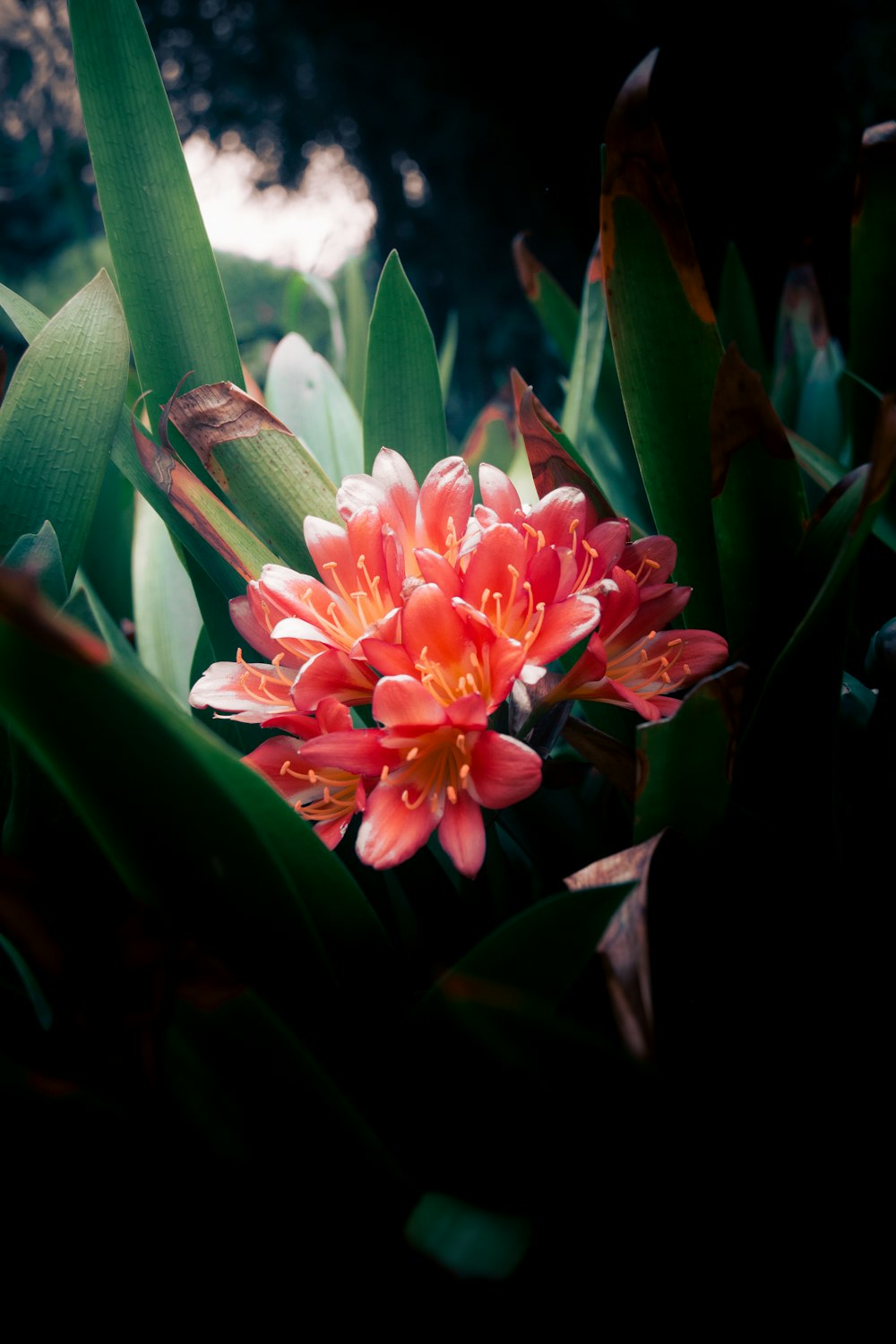 a flower that is sitting in the grass