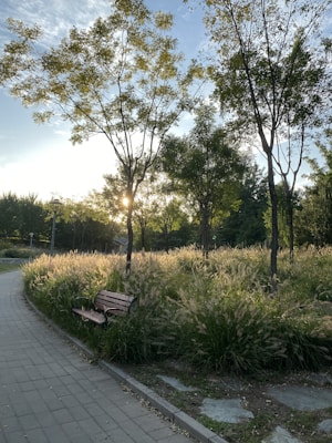 A tranquil park setting with a paved pathway curving through tall grass. Trees with light filtering through their leaves create a serene ambiance. A wooden bench sits quietly on the side of the path, inviting rest.