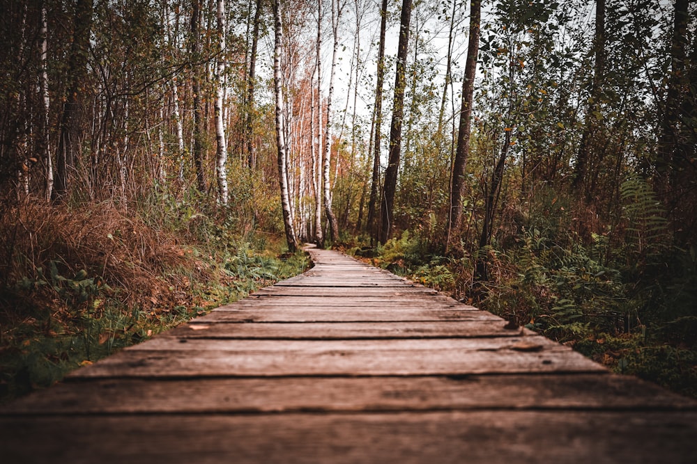 a wooden walkway in the middle of a forest