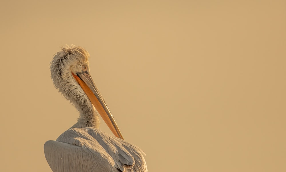 a large bird with a long beak standing on a rock