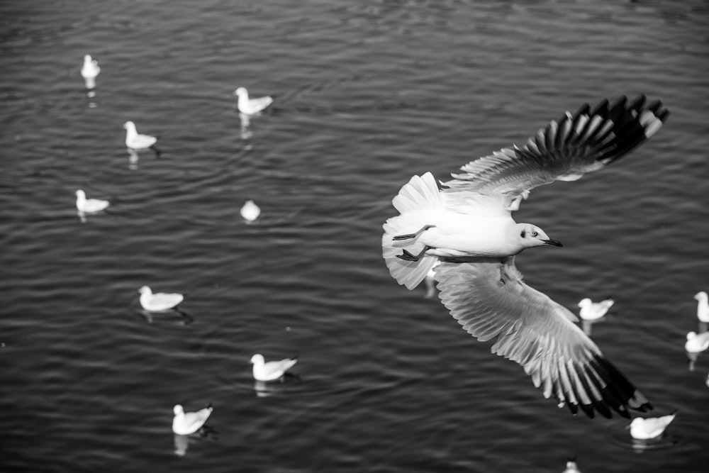 una bandada de pájaros volando sobre un cuerpo de agua