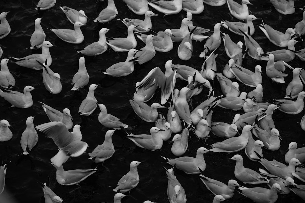 a flock of birds standing on top of a body of water