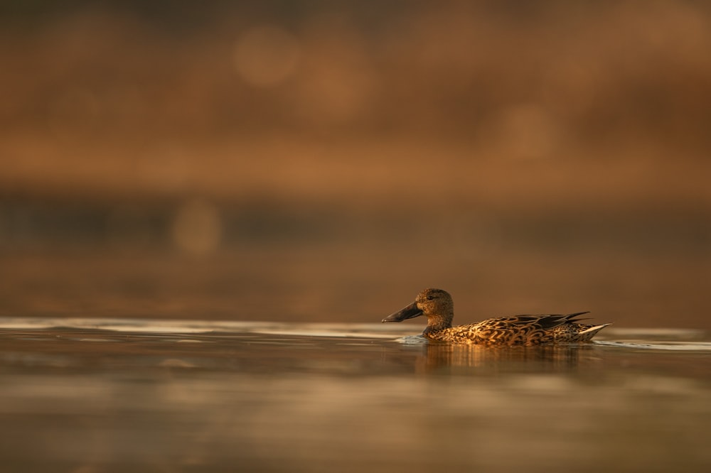 Un pato flotando sobre un cuerpo de agua