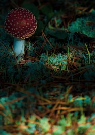 A red-capped mushroom with white spots is growing amidst green moss and scattered pine needles in a forest setting, partially illuminated by sunlight.