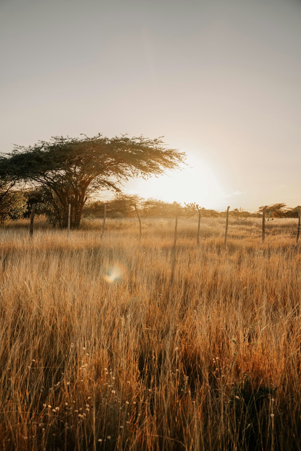 a field with a fence and a tree in the background