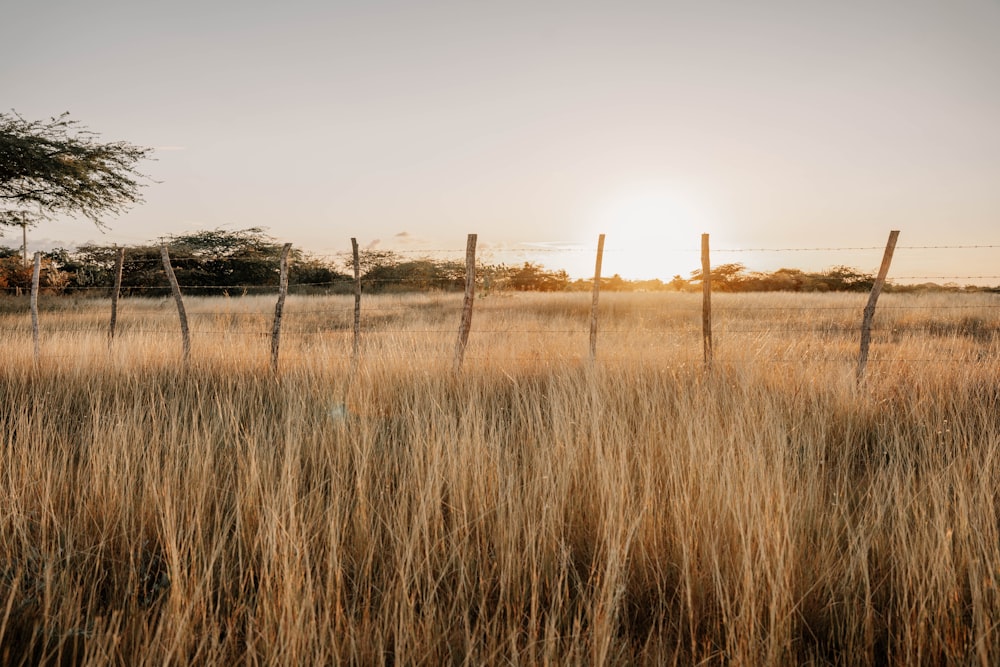 the sun is setting over a field of tall grass