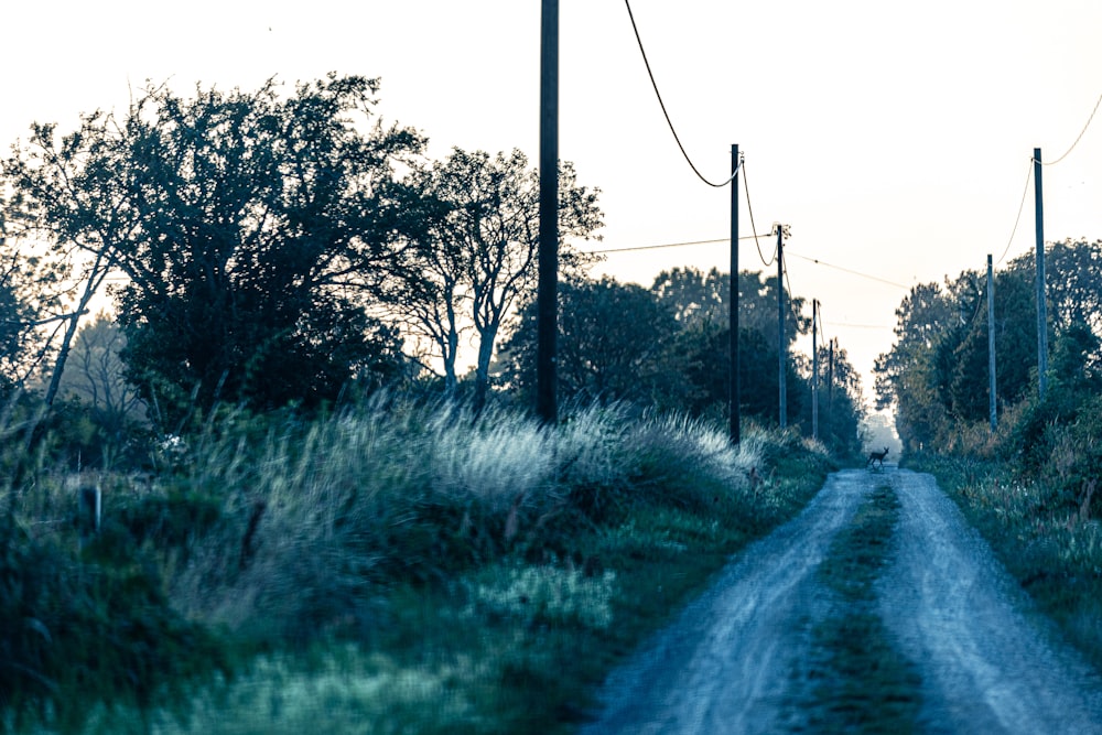 a dirt road surrounded by tall grass and trees