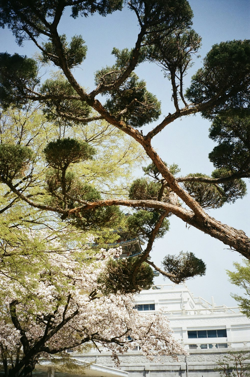 a tree with lots of white flowers in front of a building