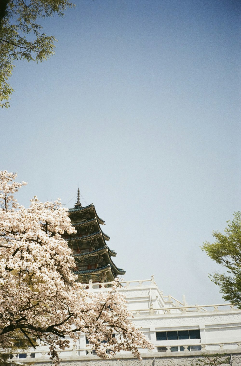 a tall building sitting next to a tree filled with flowers