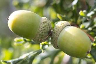 Two green acorns are attached to an oak tree branch. The acorns have a smooth, glossy surface and are partially encased in a textured, light-brown cap. They are surrounded by green, leafy foliage that is slightly out of focus, creating a natural and serene background.