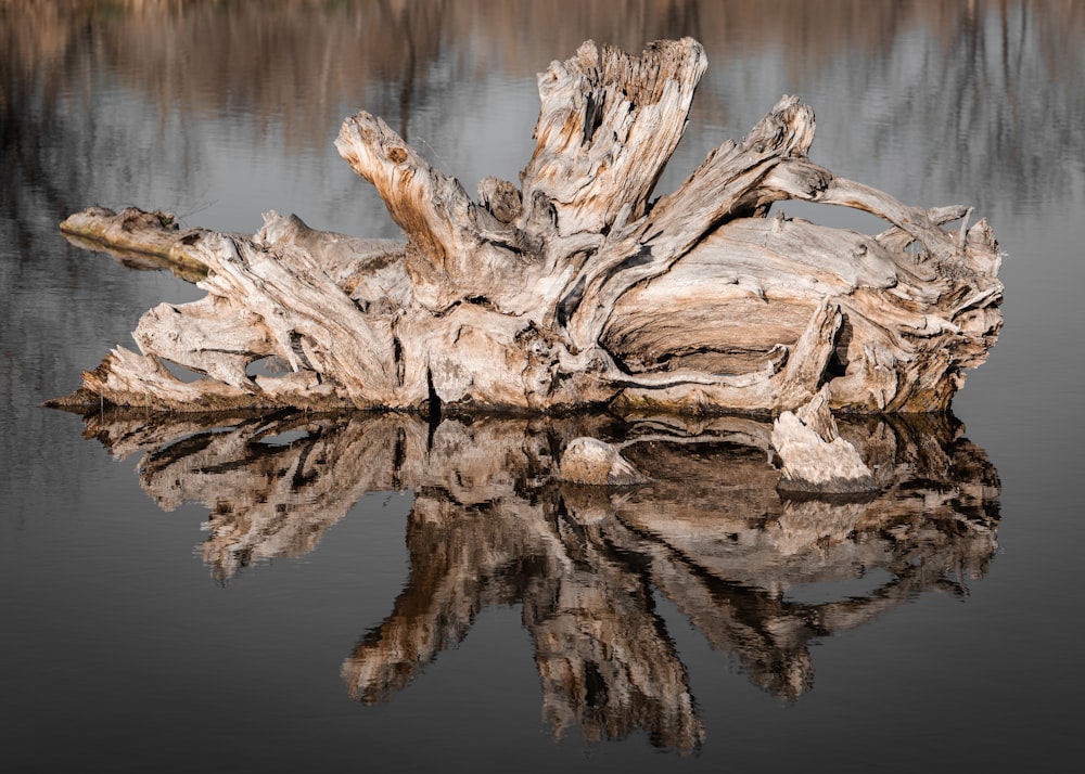 a piece of driftwood sitting in the middle of a lake