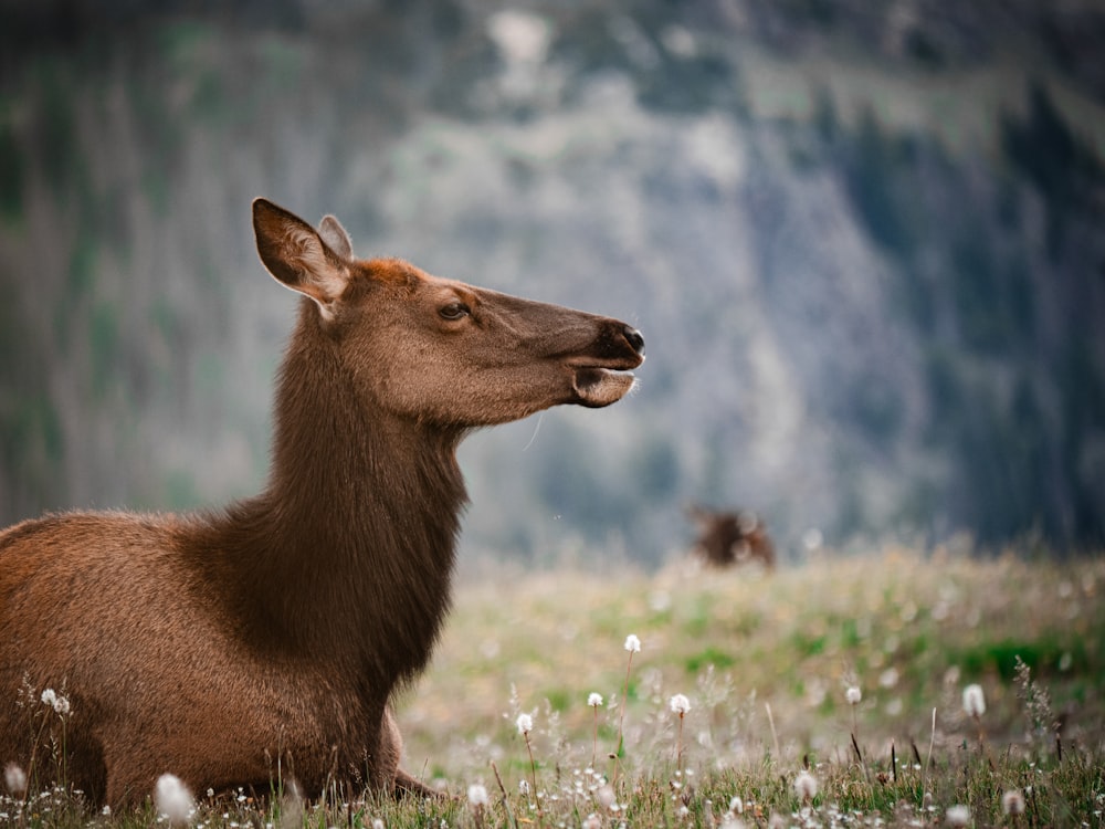 a close up of a deer laying in a field