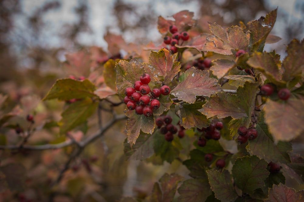 a branch with red berries and green leaves