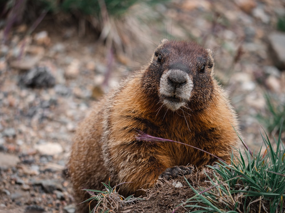 a brown and black animal sitting on top of a dirt field