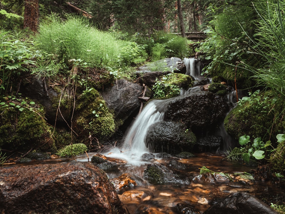 a small waterfall running through a lush green forest