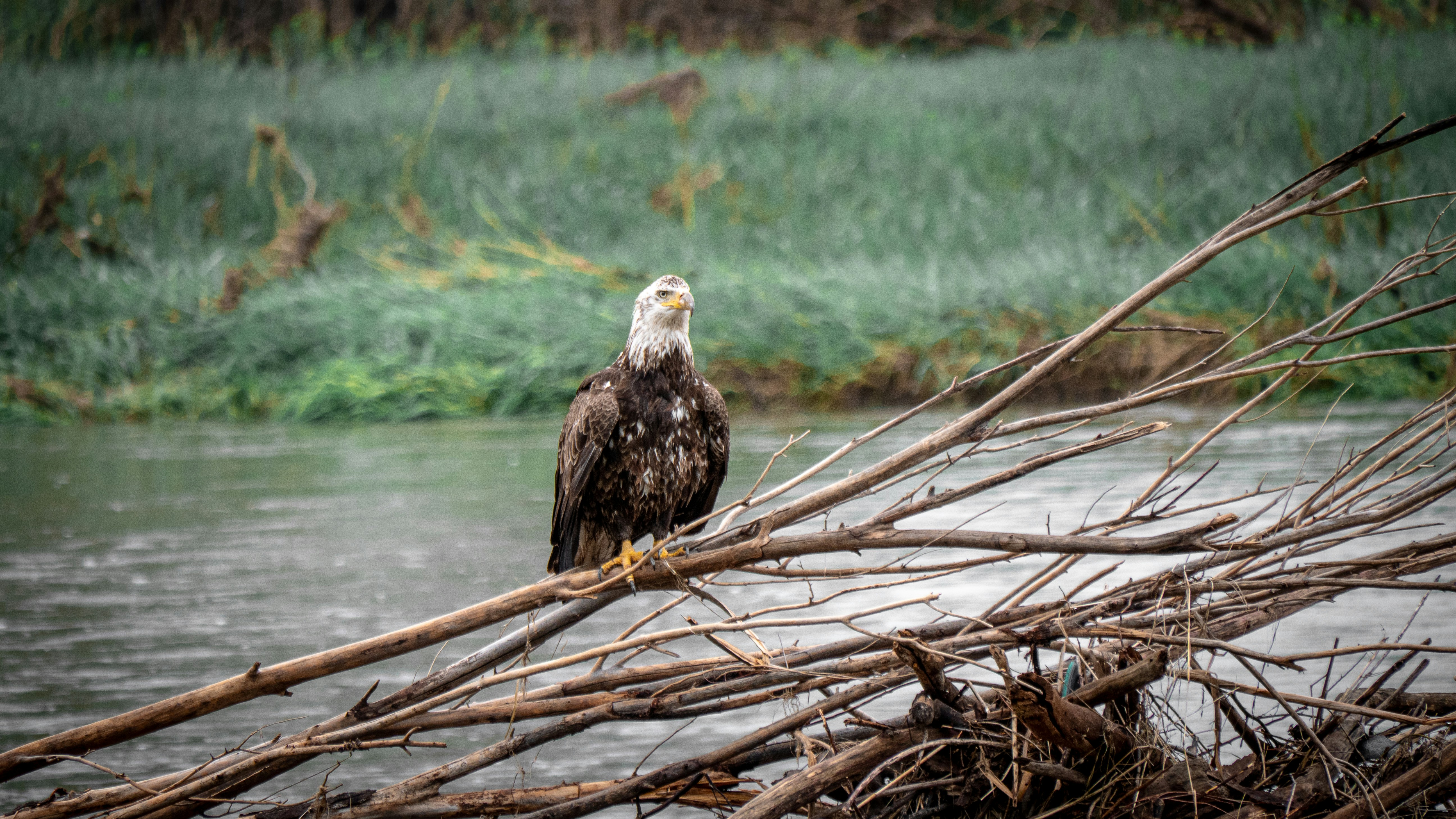 ein Weißkopfseeadler, der auf einem Ast im Wasser sitzt