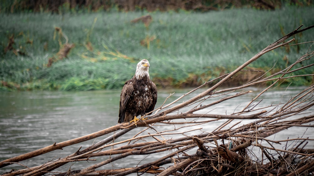 a bald eagle sitting on a branch in the water