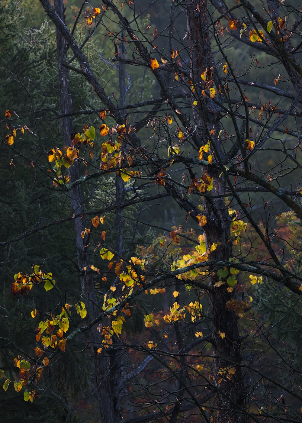 Un arbre aux feuilles jaunes dans une forêt