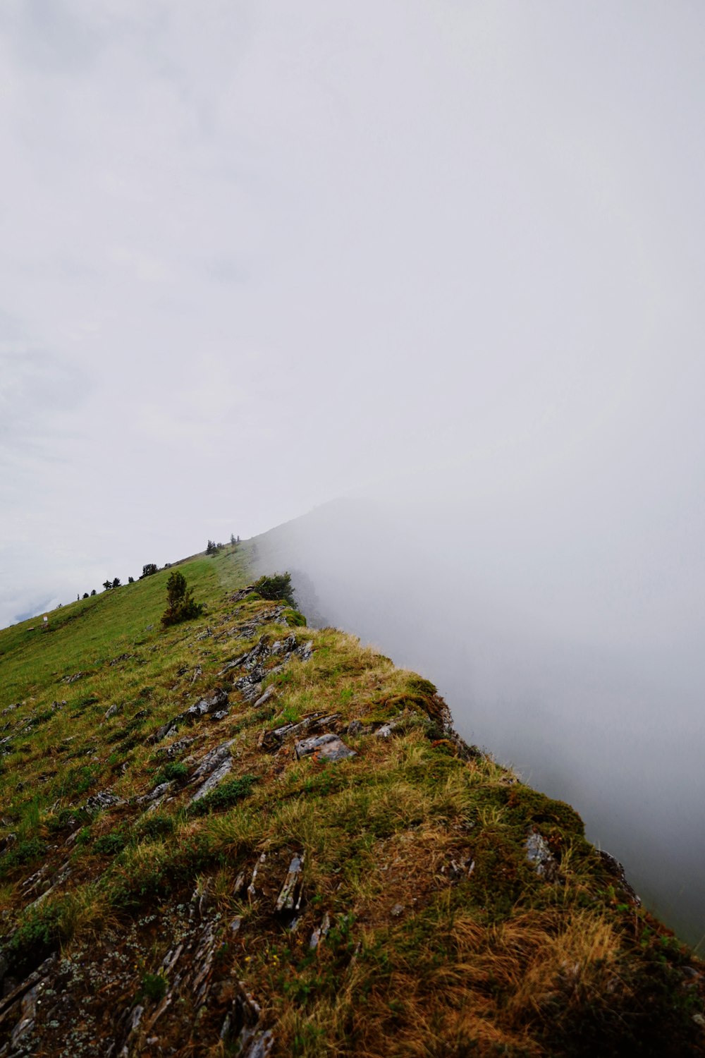 a grassy hill with trees on top of it