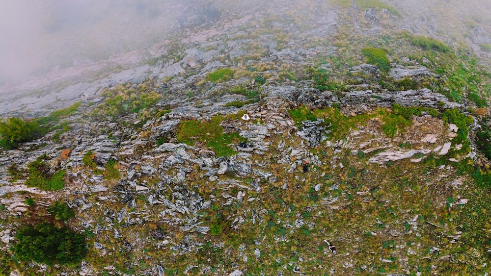 an aerial view of a moss covered mountain
