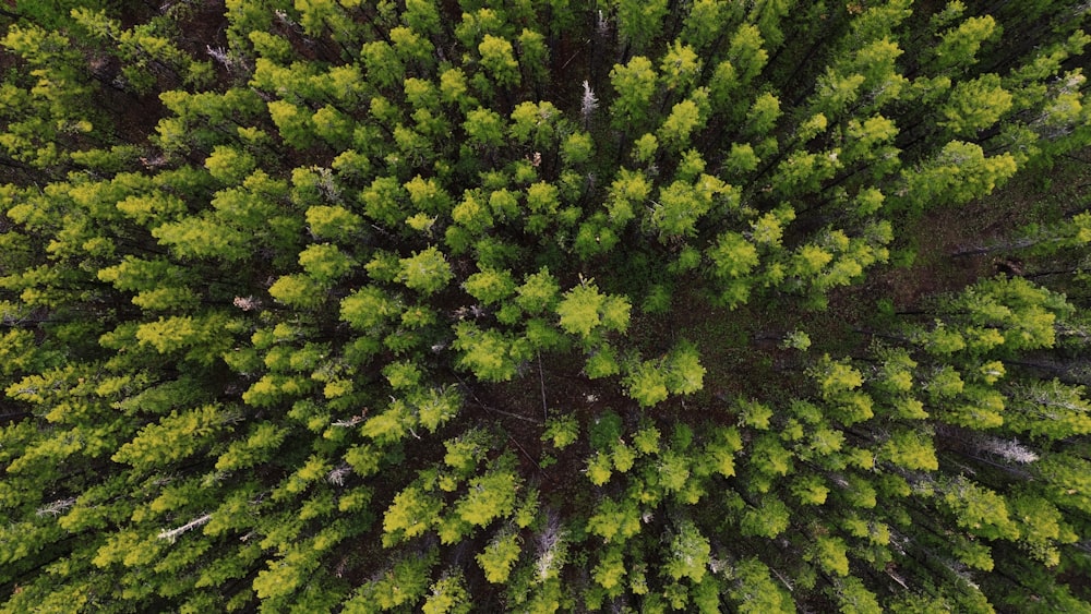 an aerial view of a green forest with lots of trees