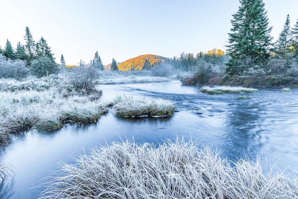 um rio que atravessa uma floresta coberta de neve;