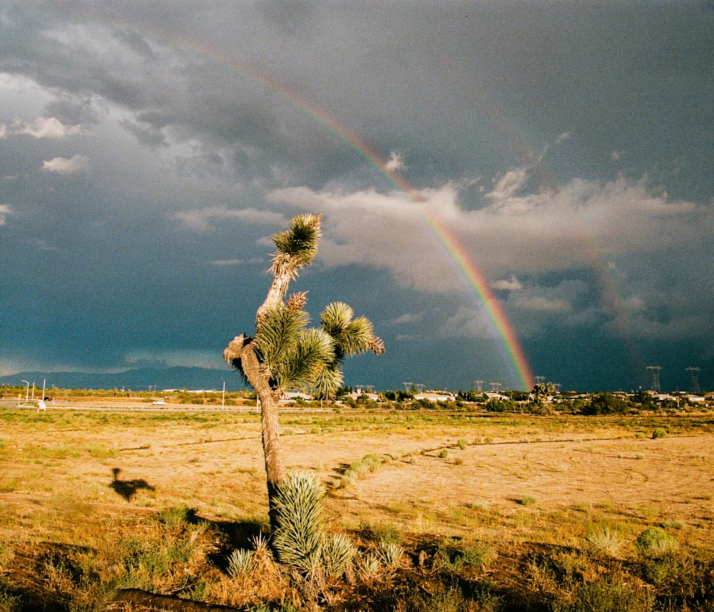 a rainbow in the sky over a desert landscape